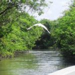 3 Palos Lagoon AfroMex Village Turtle Release & Croc Farm Visit - The Value of This Tour