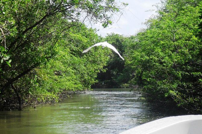 3 Palos Lagoon AfroMex Village Turtle Release & Croc Farm Visit - The Value of This Tour