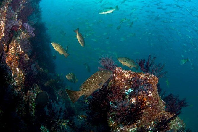 3 Tank Combo Cabo Reserve & Corridor, Certified Divers with MANTA - What Makes Each Stop Special?