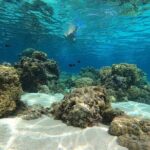 3h dolphin and snorkeling tour in a wild lagoon with Mobydick - FAQ