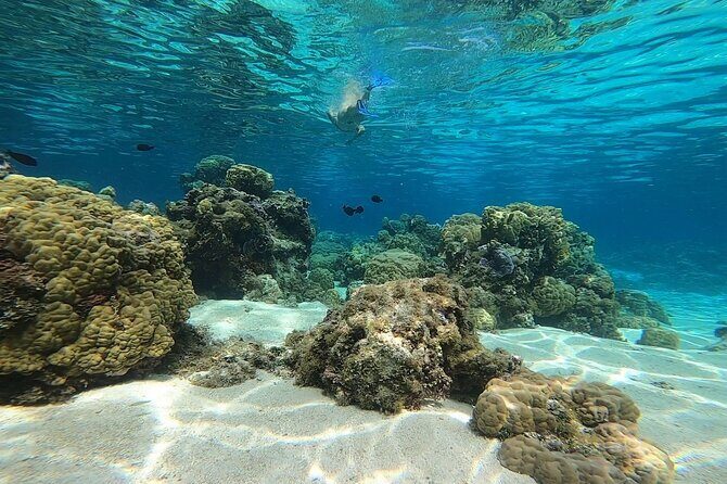 3h dolphin and snorkeling tour in a wild lagoon with Mobydick - FAQ