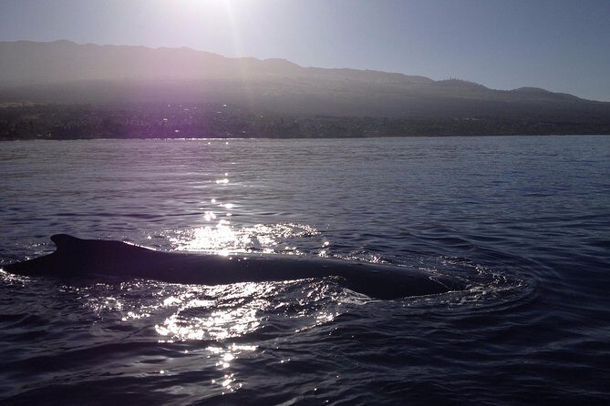 4 .5 Hour Molokini Snorkel Tour Adventure in Maui - FAQs