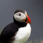 4 Day Mull, Iona and Staffa Puffin Experience from Edinburgh - Frequently Asked Questions