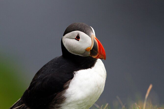 4 Day Mull, Iona and Staffa Puffin Experience from Edinburgh - Frequently Asked Questions
