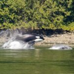 4 Hour Campbell River Whale & Wildlife Tour | Discovery West - Pricing and Value