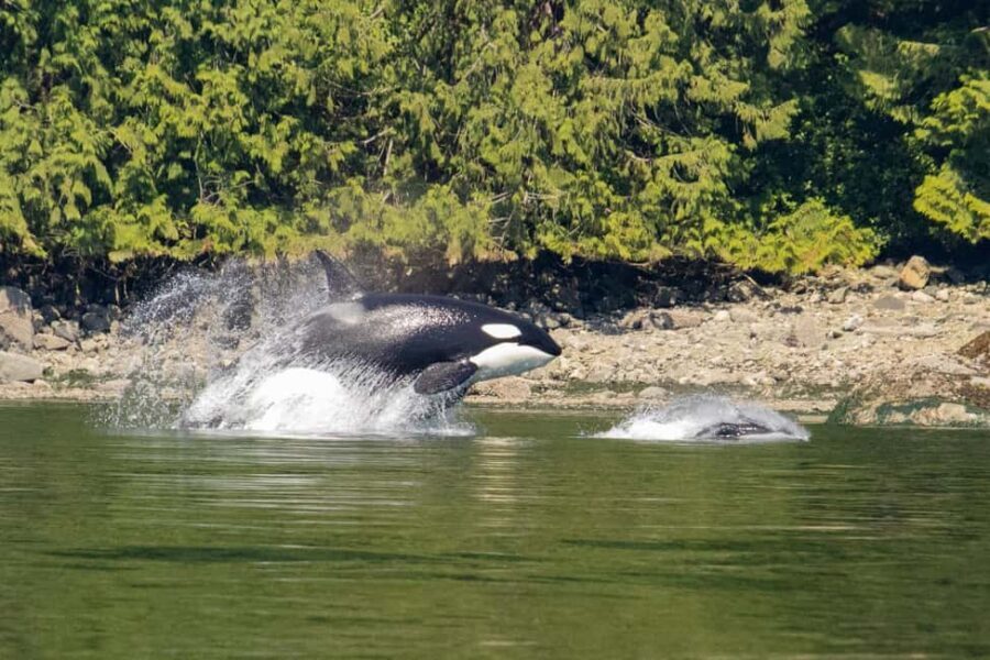 4 Hour Campbell River Whale & Wildlife Tour | Discovery West - Pricing and Value