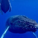 4-Hour Private Charter Adventures in Kona Coast - Analyzing the Value: Is It Worth the Price?