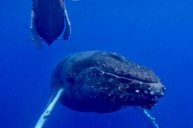 4-Hour Private Charter Adventures in Kona Coast - Analyzing the Value: Is It Worth the Price?
