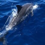 4 Hour Private Snorkeling Tour in Kona - Authentic Experiences and Genuine Value