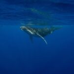 4 Hours of Humpback Whale Watching in Tahiti - In-Depth Review: What to Expect from Your Whale Watching Trip in Tahiti