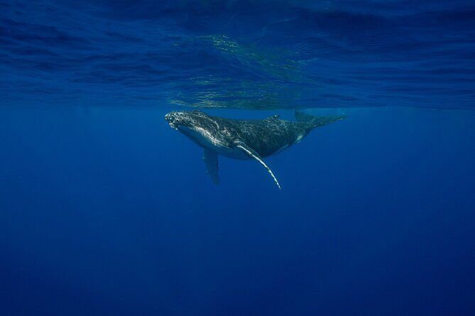 4 Hours of Humpback Whale Watching in Tahiti - In-Depth Review: What to Expect from Your Whale Watching Trip in Tahiti