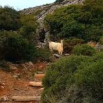 4 Hours Private Hiking on the Strouboulas Mountain, Heraklion - FAQ