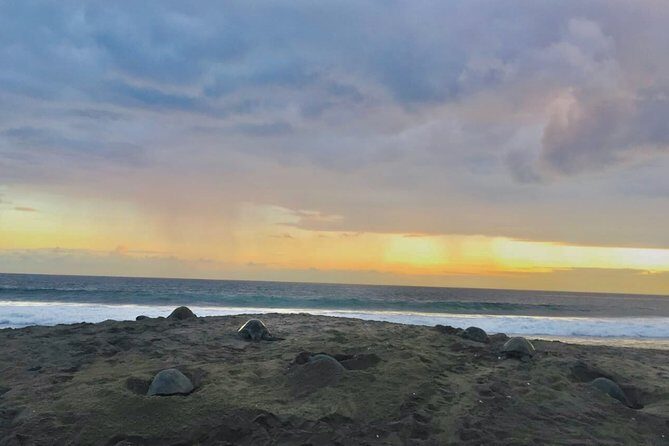 4 in 1 Tour - Mazunte, Cacao Factory, La Ventanilla National Park & Turtle Spawn - Transportation, Group Size, and Overall Value