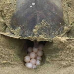 4-in-1 Tour - Mazunte, Cacao Factory & Turtle Spawn/Release - What Makes This Tour Stand Out