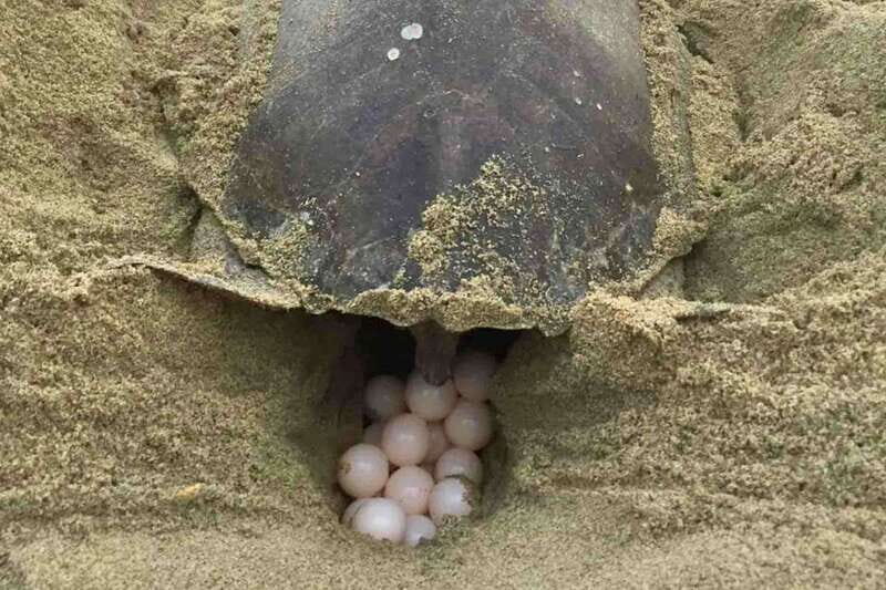4-in-1 Tour - Mazunte, Cacao Factory & Turtle Spawn/Release - What Makes This Tour Stand Out