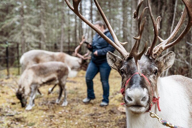 45 Minute Private Reindeer Tour - Who Will Love This Tour?