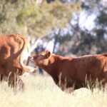 45 Minutes Private Tour at Warrawindi Farms - Practical Details