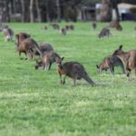 4D3N Best Bits Victoria Sightseeing Tour - Practical Insights for Travelers