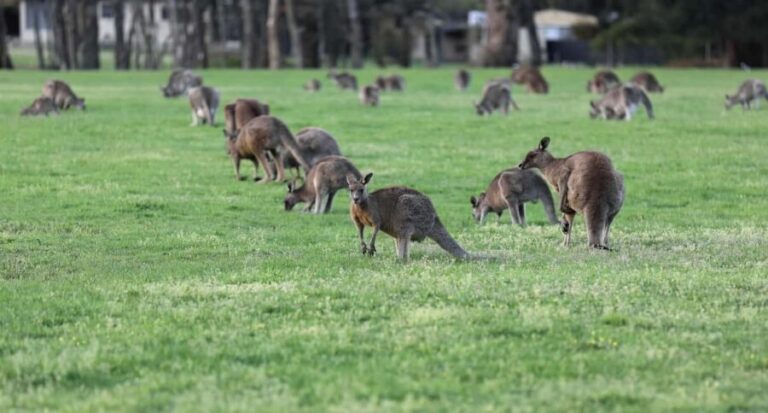 4D3N Best Bits Victoria Sightseeing Tour - Practical Insights for Travelers
