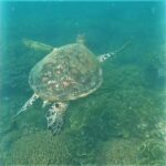 4H Snorkeling and Fishing Cruise on Magnetic Island - Authentic Experiences: What Travelers Say