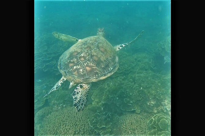 4H Snorkeling and Fishing Cruise on Magnetic Island - Authentic Experiences: What Travelers Say