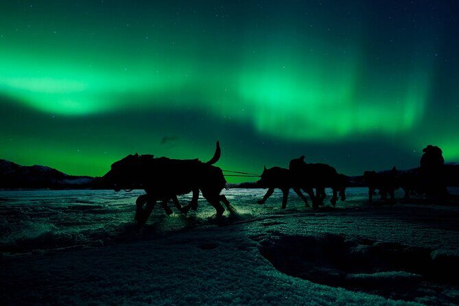 4hr Dog Sledding Tour under the Northern Lights - Why This Tour Stands Out