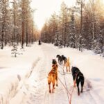 4hr Dog Sledding Trip on Finnmarksvidda - The Itinerary – A Step-by-Step Breakdown