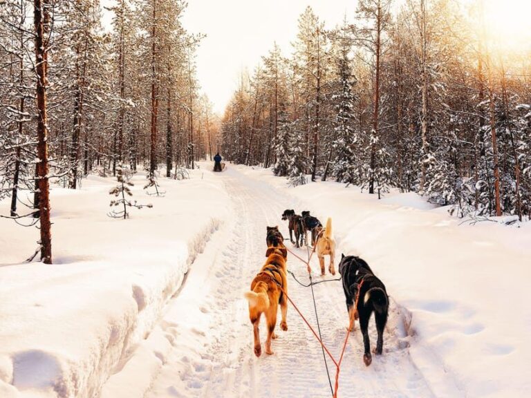 4hr Dog Sledding Trip on Finnmarksvidda - The Itinerary – A Step-by-Step Breakdown