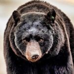 4hr Ketchikan Private custom tour (4 people) Wildlife + More - Final Thoughts