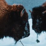 5-Day Winter Yellowstone Wildlife Tour - What Makes This Tour Special?