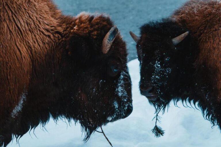 5-Day Winter Yellowstone Wildlife Tour - What Makes This Tour Special?