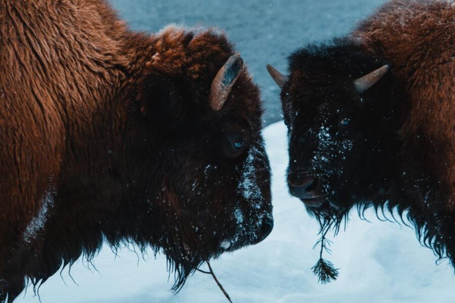 5-Day Winter Yellowstone Wildlife Tour - What Makes This Tour Special?