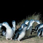 5 Days 4 Nights Melbourne Victoria Scenic Tour - How This Tour Feels and What it Means for You