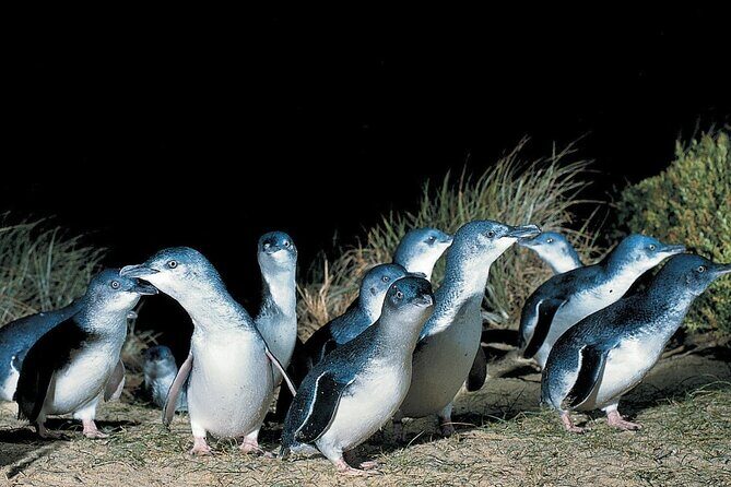 5 Days 4 Nights Melbourne Victoria Scenic Tour - How This Tour Feels and What it Means for You