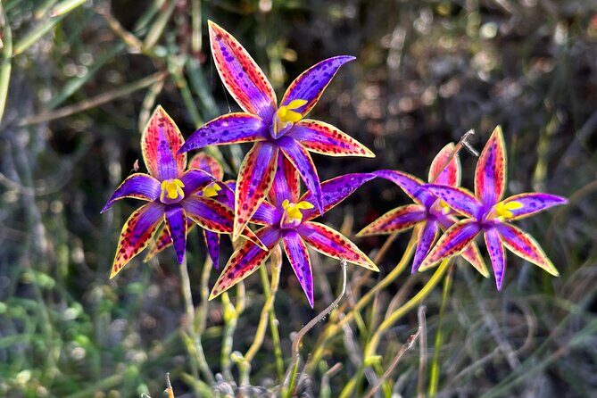 5 Days Walking with Wildflowers - Fitzgerald Biosphere - What’s Included and What to Expect