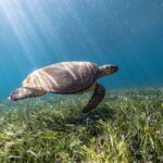 5-in-1 Cancun Snorkeling Tour with Sea Life & Transport Included - What’s Included and Whats Not