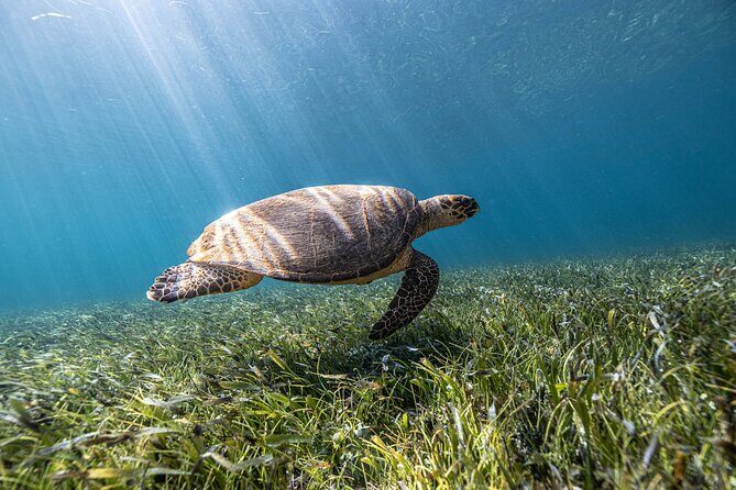 5-in-1 Cancun Snorkeling Tour with Sea Life & Transport Included - What’s Included and Whats Not