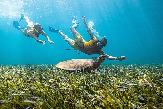 5-in-1 Cancun Snorkeling: Turtles, Reef, Musa, Shipwreck, Cenote - The Sum Up