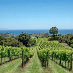 5 or 7 hour Far End of Waiheke Scenic Wine Tour in Electric Vans - The Itinerary in Depth