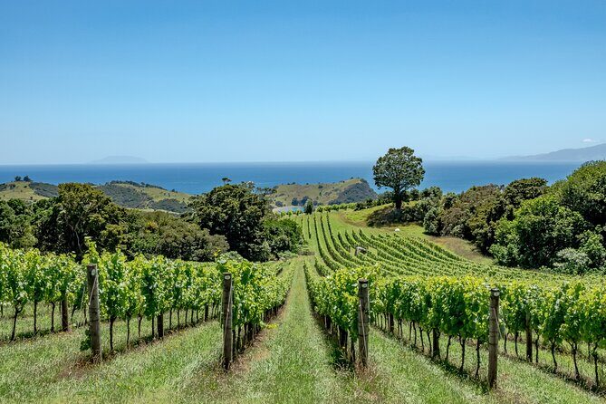 5 or 7 hour Far End of Waiheke Scenic Wine Tour in Electric Vans - The Itinerary in Depth