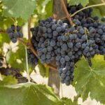 5 Wine Tastings in San Gimignano - Who Would Love This Tour?
