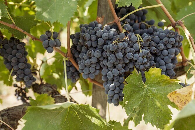 5 Wine Tastings in San Gimignano - Who Would Love This Tour?