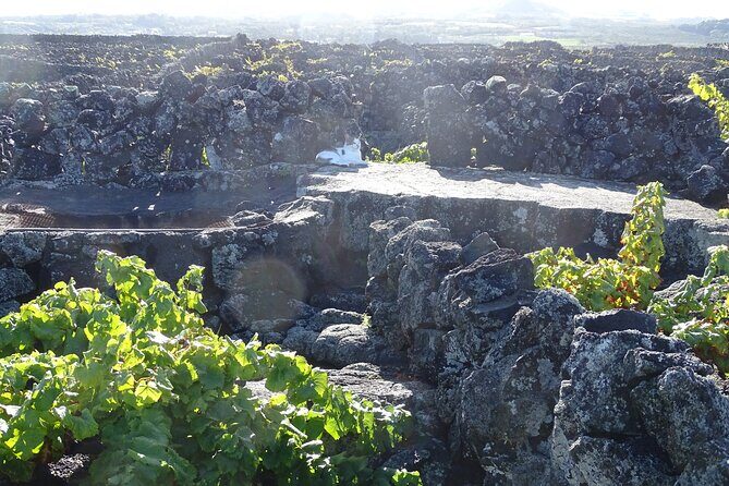 500 years of vines and 300,000 years of island, an infinite story - A Closer Look at the Tour Itinerary