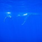 5h Respectful whale excursion complete - Who Should Book This Tour?