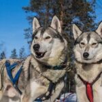 5KM Husky Sled Ride from Levi - Who Should Consider This Tour?