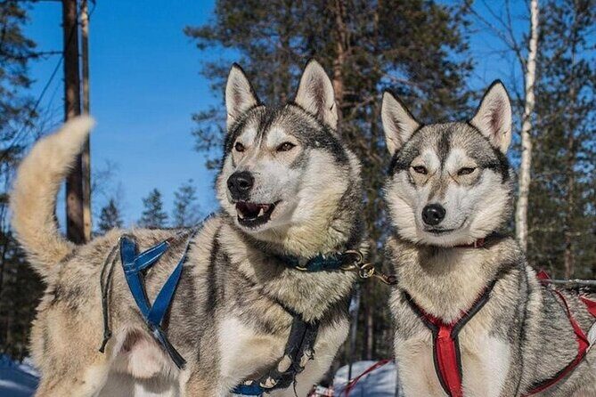 5KM Husky Sled Ride from Levi - Who Should Consider This Tour?