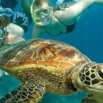 6-Day Best of Cairns Including the Great Barrier Reef, Kuranda and the Daintree Rainforest - What We Think About the Price and Value