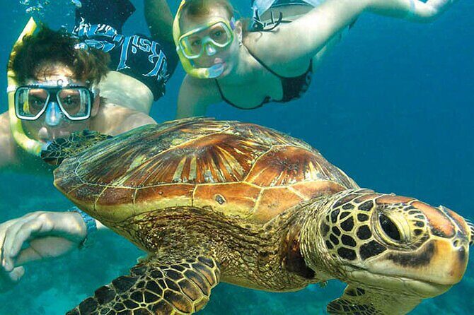 6-Day Best of Cairns Including the Great Barrier Reef, Kuranda and the Daintree Rainforest - What We Think About the Price and Value
