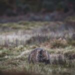 6 Day Tassie Tour Bundle: Island Icons - A Closer Look at the 6-Day Tasmania Tour – What to Expect