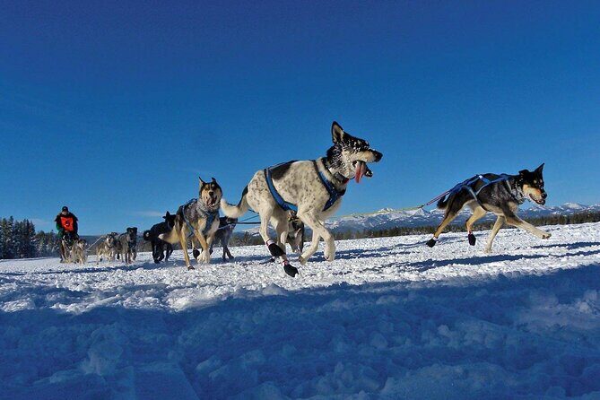 6 Day Winter Wonderland Tour in Yellowstone National Park - Who Should Consider This Tour?